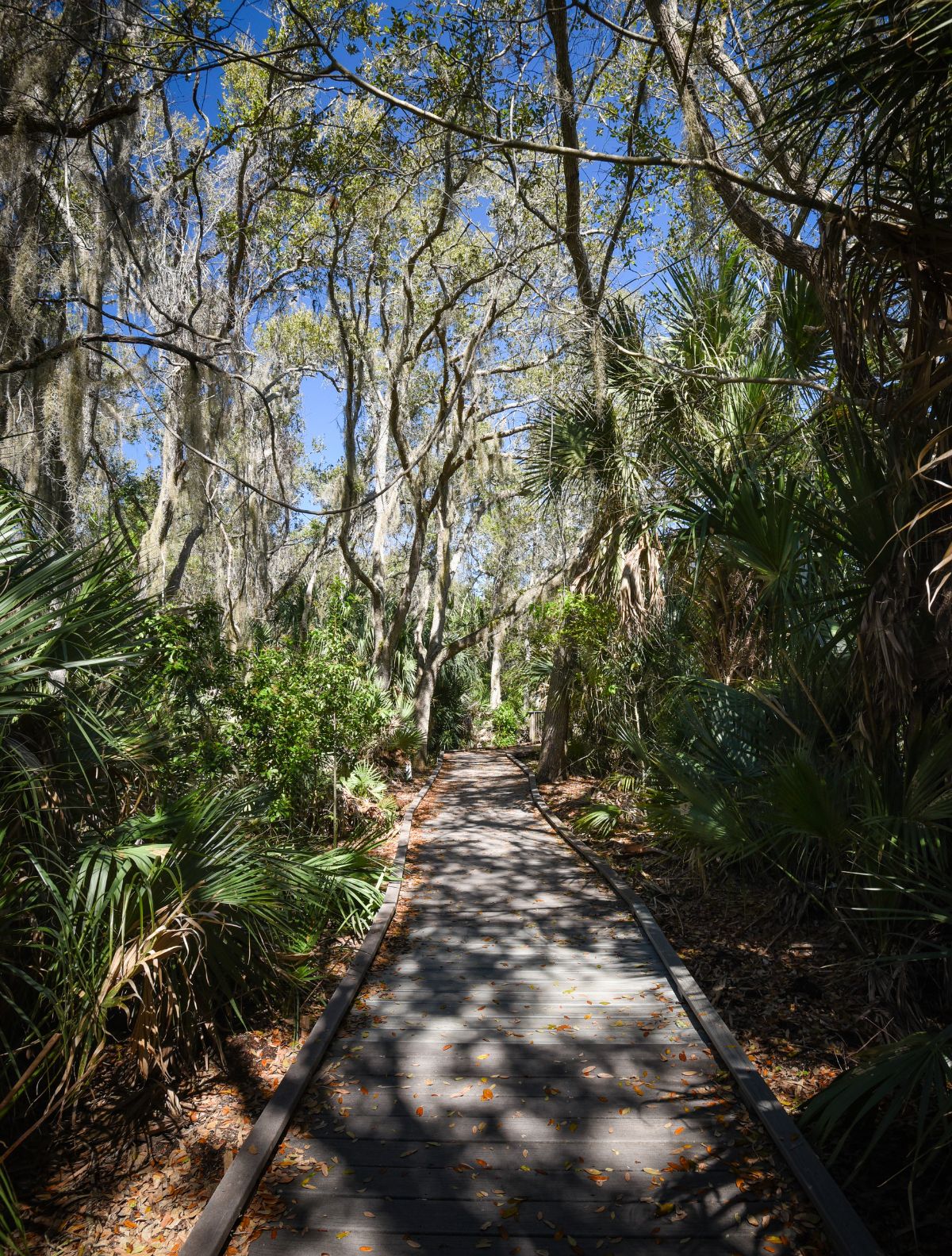 walking trail in florida park