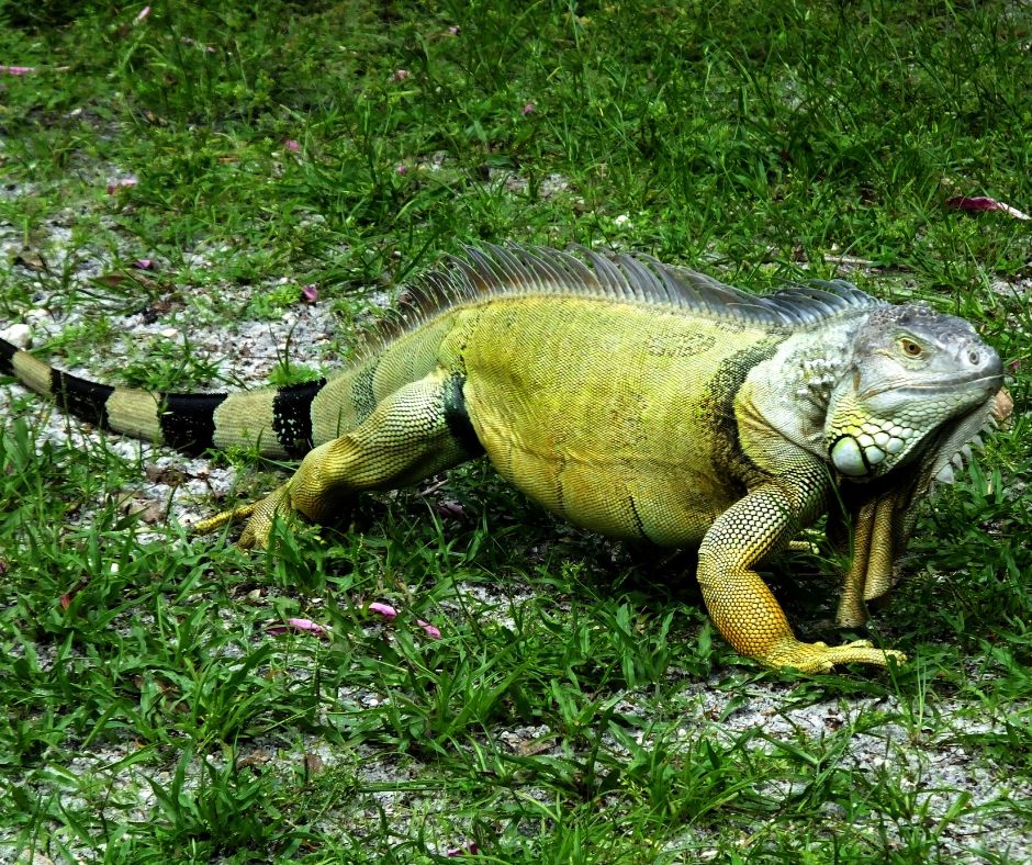 florida iguana in a front yard